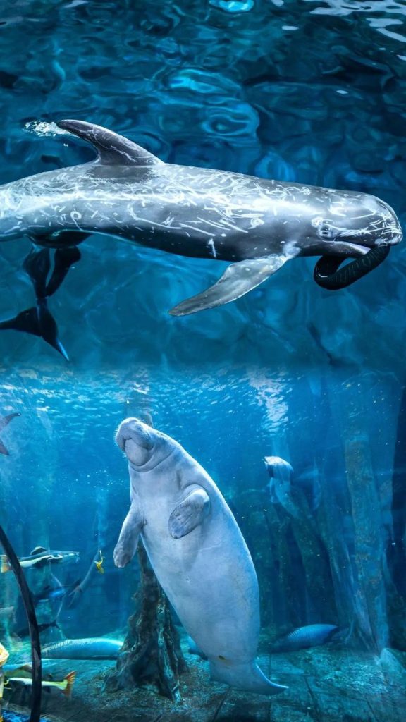 杭州海底世界门票多少，杭州海底世界免票？