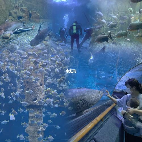 海洋馆门票多少钱一张，上海海洋馆门票多少钱一张？