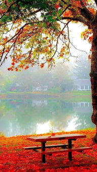 金秋邂逅 李金玲原创摄影