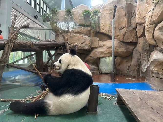 成都动物园门票多少钱？成都旅游攻略自由行最佳线路？