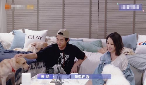 元一次，网友直呼心痛，官方回应老人让小狗戴面具拉车载人再发现将批评制止