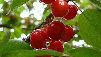 十三陵康陵园采摘园