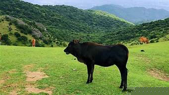 福清大姆山草场（福清大姆山草场门票多少钱）