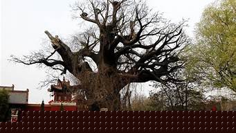 山西洪洞县大槐树