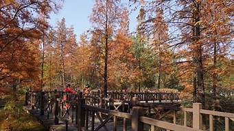 翠竹公园（翠竹公园要门票吗）