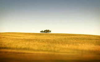 呼伦贝尔大草原太美了