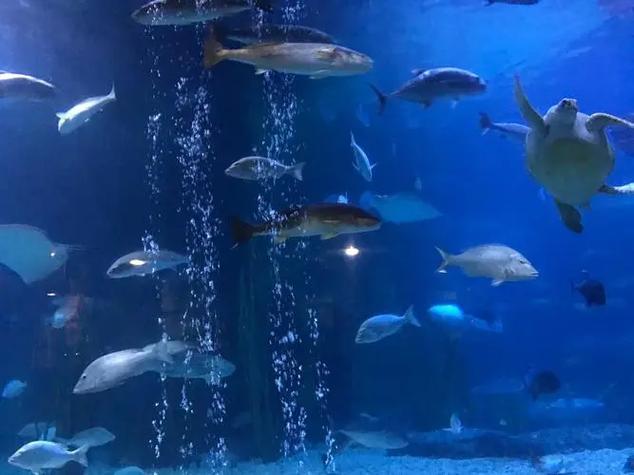 杭州海底世界，杭州海底世界在哪个位置?多少门票？