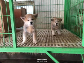 日本旅游买宠物便宜吗