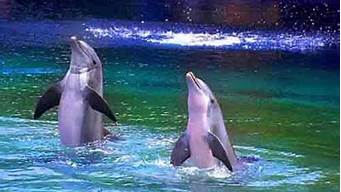 海豚水上世界（海豚水上世界自助游攻略）