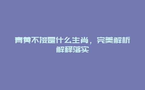 青黄不接是什么生肖，完美解析解释落实