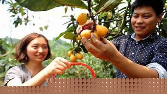 重庆周边摘枇杷（重庆周边摘枇杷的地方）