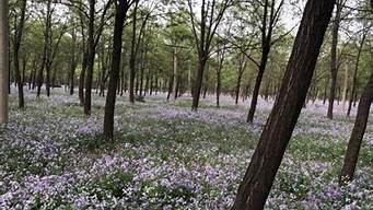 郊野公园好玩吗（金山廊下郊野公园好玩吗）